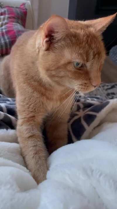 Our oldster showing she still can turn out a biscuit or seven!