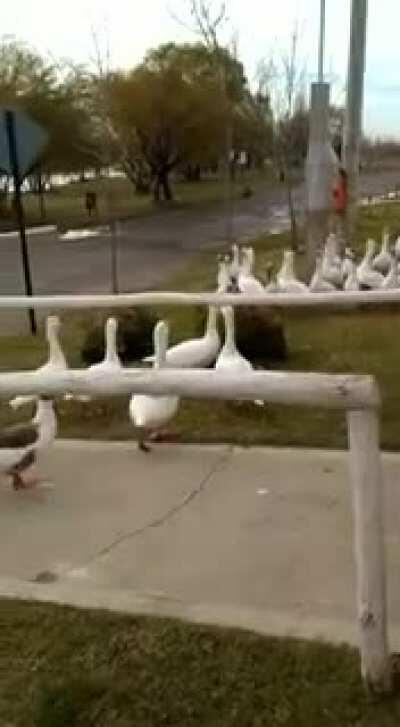 Since no one had been going to the river the local geese are now more lively.