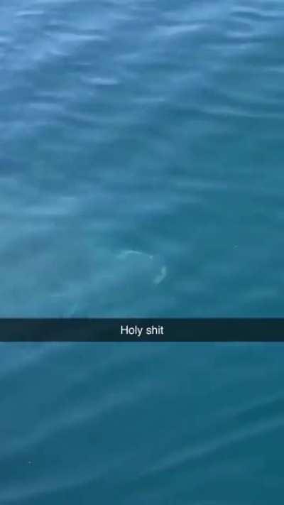 🔥A massive shark creating a wake