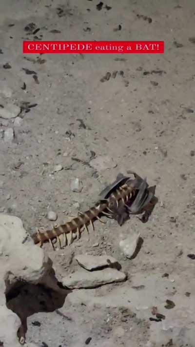 Centipede eating a bat 