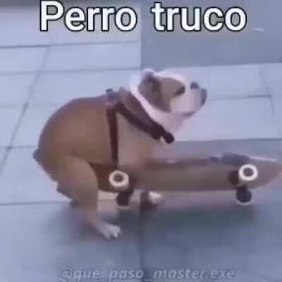 perro truco