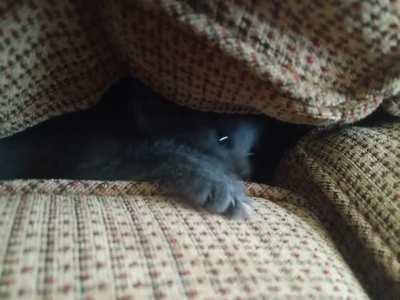 Baby Ivy found her new favorite hiding spot