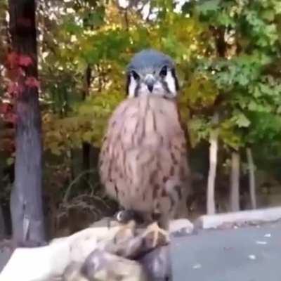 A Falcon's Head Stabilization