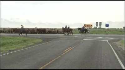 Cattle being evacuated ahead of Hurricane Laura in Winnie, TX
