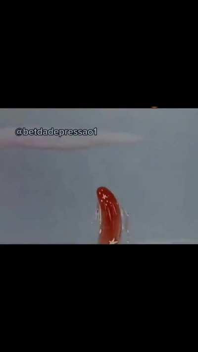 todos os membros que confiaram em tigrekkkkk