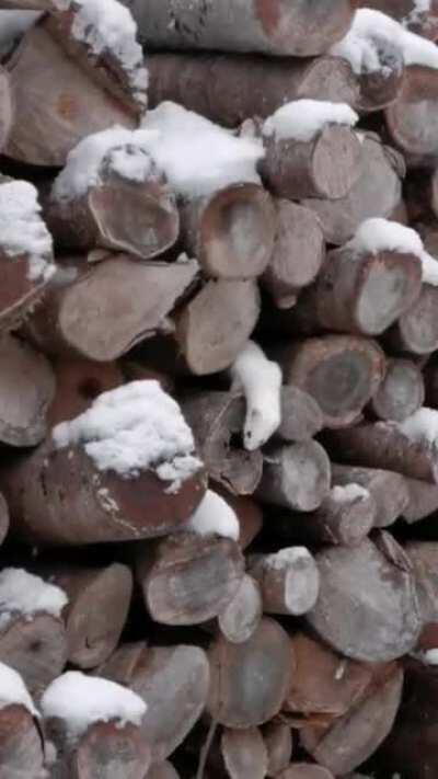 Adorable Stoat in Woodpile