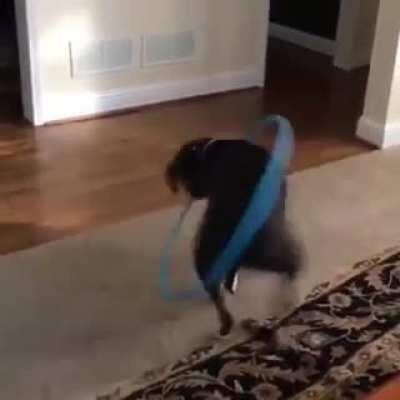Doggo and their hula hoop