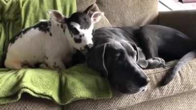 When the Baby Cows think that the Dog is a Big Cow