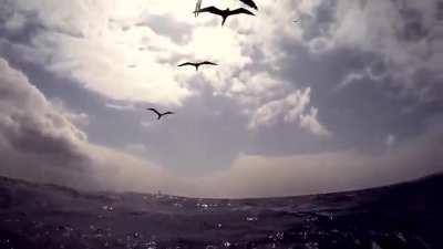 Spear fisherman fights two sharks over a tuna fish