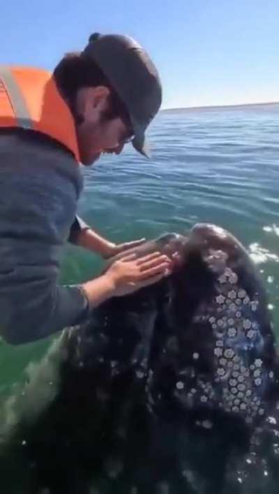 Whale making sounds of joy