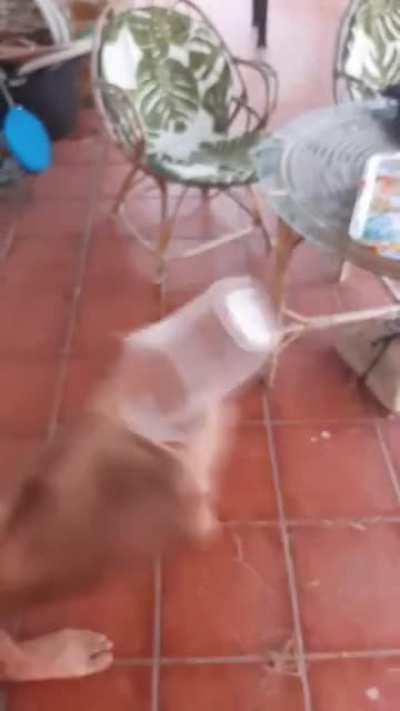 El mosco de Orson😎🥵