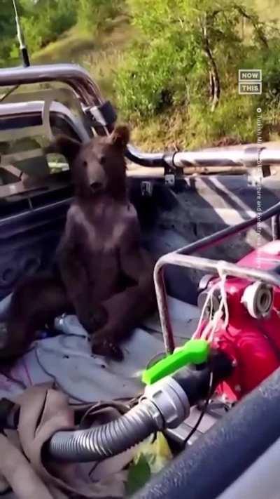 Bear accidentally consumes too much mad honey