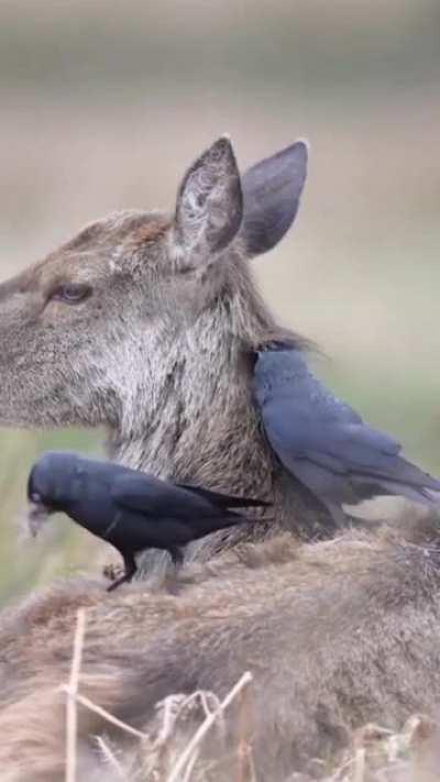 Jackdaws are taking the deer's fur to use as nest material.