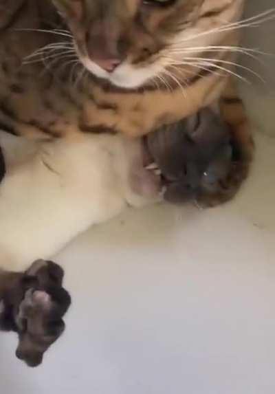 Mixed Meowartial Arts Scrunge