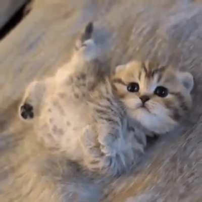 smol cate