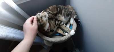 Sansa loves a good scritch.