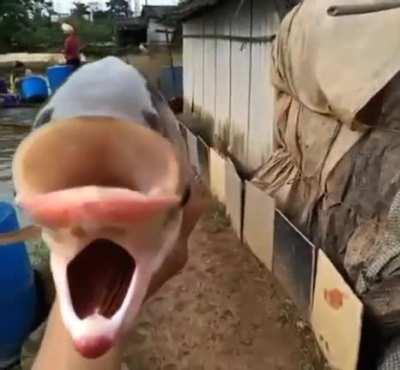 A fish with 4 eyes and 2 mouths!