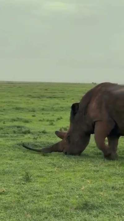 A rhino with a full intact horn