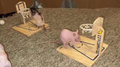 My smol rats Tofu (nakie) and Butter (fluffy) playing vs basketball!