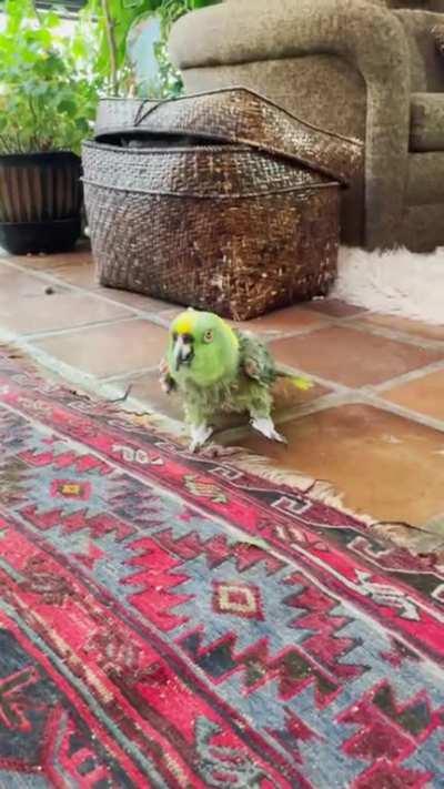 A bird having a normal conversation about not hurting someone