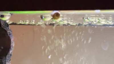 My turn to post, bladder snail having some fun