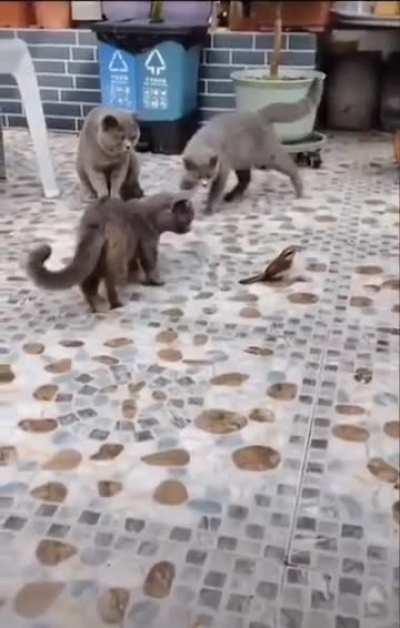 Little bird with nerves of steel