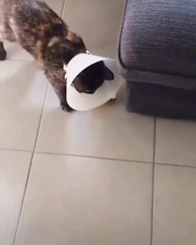 MY FELINE UNIT IS EXPERIENCING INPUT LAG