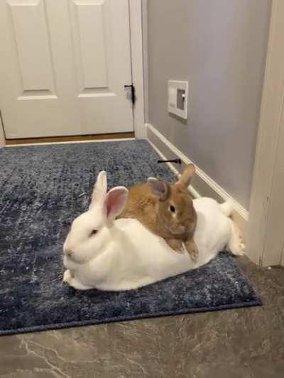 I’ve never seen them snuggle like this before