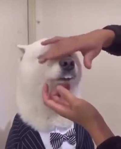 Good boy going to work