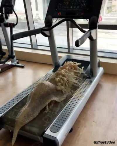 CGI : A giant Spidersnail Seahorse does cardio.