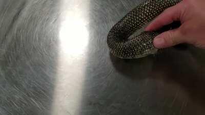 Vet tip: King snake swallowing itself