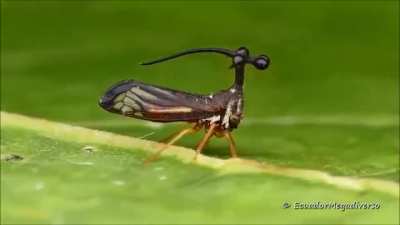 Weird, mysterious growths on Costa Rican treehopper