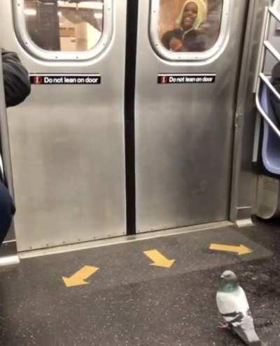 Pigeon rides the subway