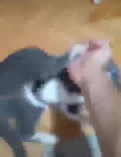 Bence kediler hakkında bir flair bulunması lazım