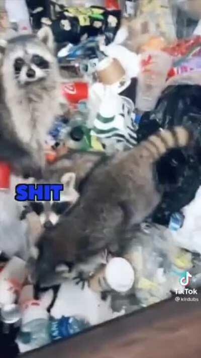 Raccoons With Their Trash