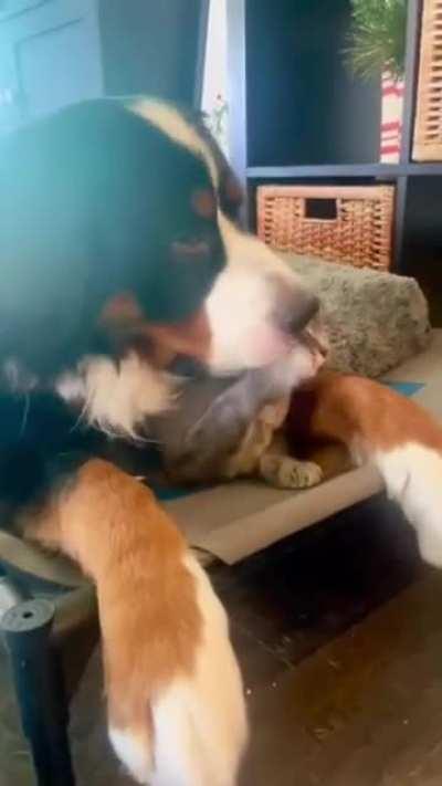 Chippy is fine...tell her, go ahead Chippy, tell her you’re fine. Tell her! Say you’re fine!