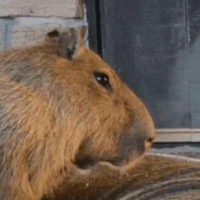 Capybara Beatbox