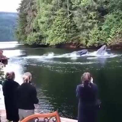 🔥 Imagine seeing this out of your backyard