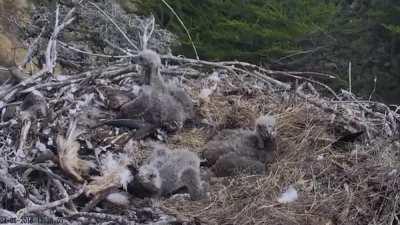 An earthquake shakes an eagle's nest