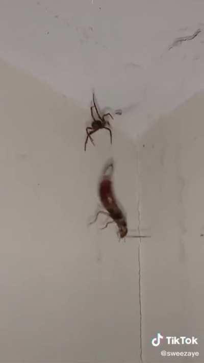 The bugs fighting while i watch