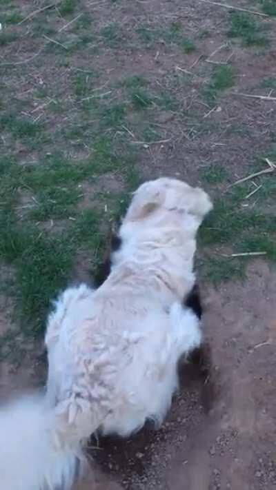 Everyone needs a crater in their yard right?