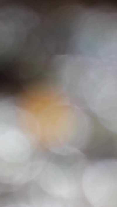 Arrested for not showing an ID while looking for his cat