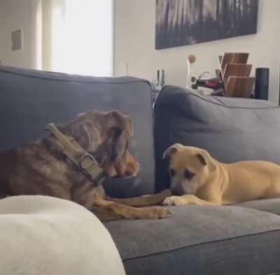 Puppy gets caught chewing on her big brother's tail