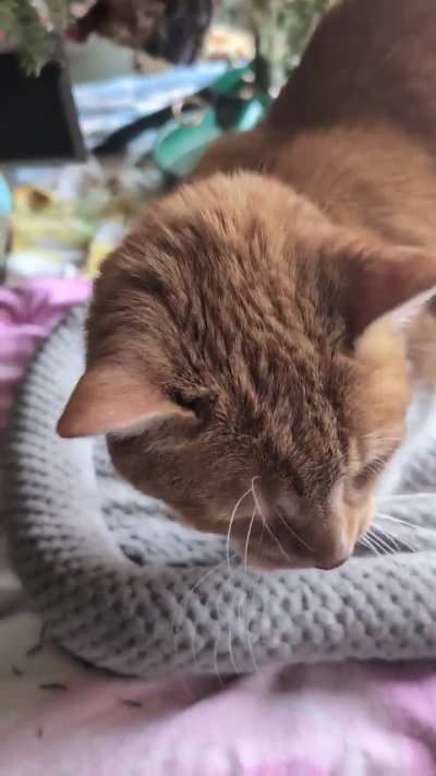 Someone suggested Tipsy Doodle belongs here