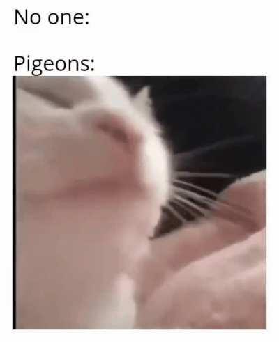 They do be headbanging