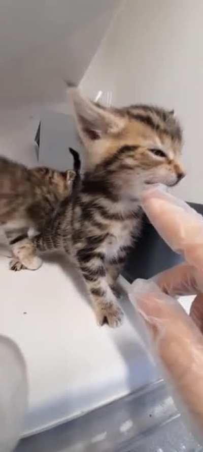 more from the shelter kittens: learning how gloves taste