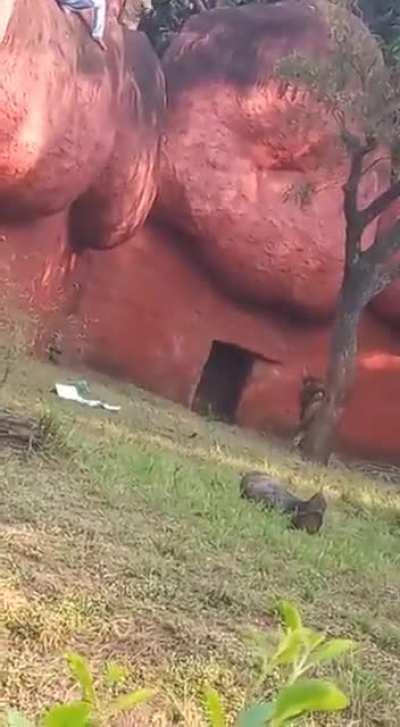 A person who was walking vulnerably on the boulders of the African Lion moat area-where the lions are released in the exhibited enclosure at Zoo, was rescued & handed over to Bahadurpura Police station (India)
