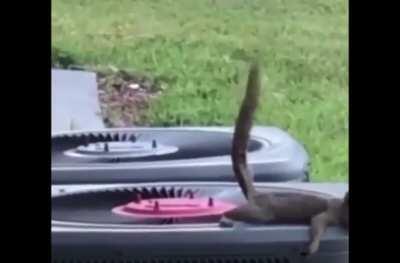 Squirrels equivalent of GET SHIT ON 😡💩