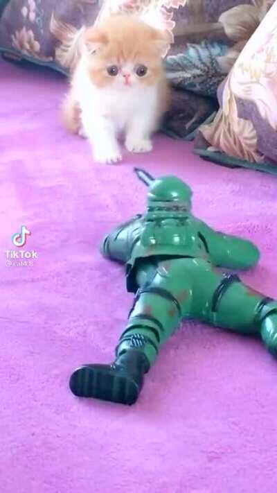 Helpless cat used as a target practise