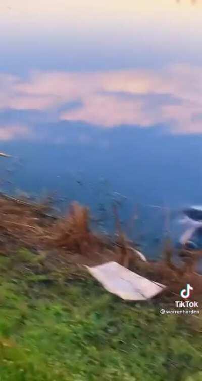 Gators don’t seem to mind...